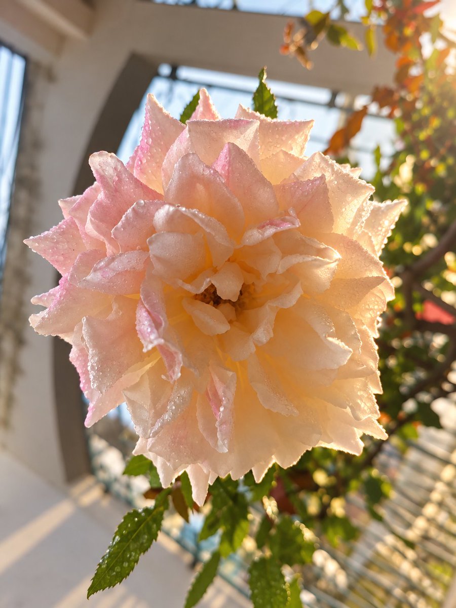 leonardgrava's tweet photo. Minha roseira deu a maior rosa que eu já vi na vida. https://t.co/i0zUmW9Zvg