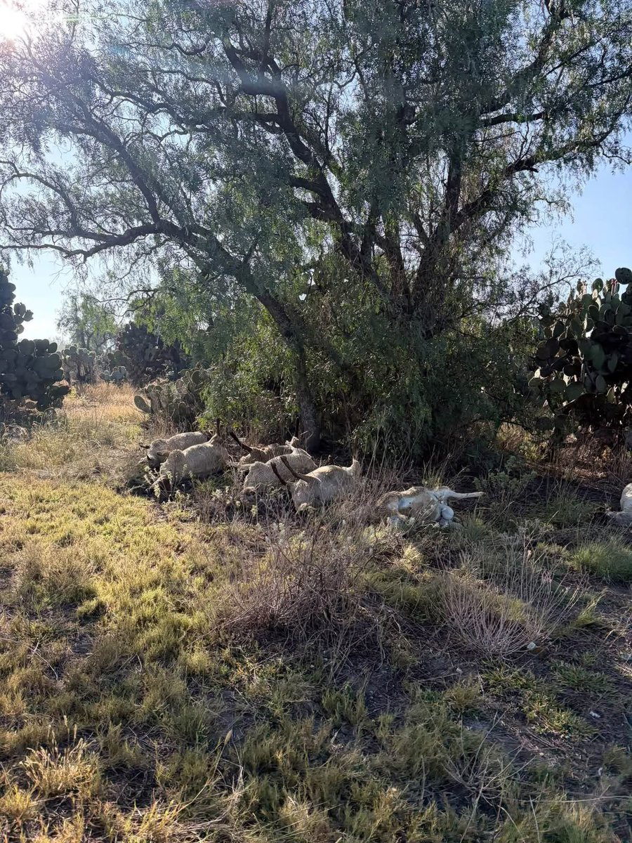 puntoporpuntomx's tweet photo. ⭕️🐑|| La tarde de este miércoles fueron localizados al menos 22 borregos sin vida a un costado de un camino de terracería, cerca del sitio conocido como Las Pintas, en Tolcayuca, en los límites con #Tizayuca y #Temascalapa, Estado de México.
De acuerdo con los primeros reportes, los animales no presentan huellas que indiquen que fueron atacados por otro animal.
Hasta el momento, se desconocen las causas de su muerte, cómo llegaron al lugar y quién es su propietario.