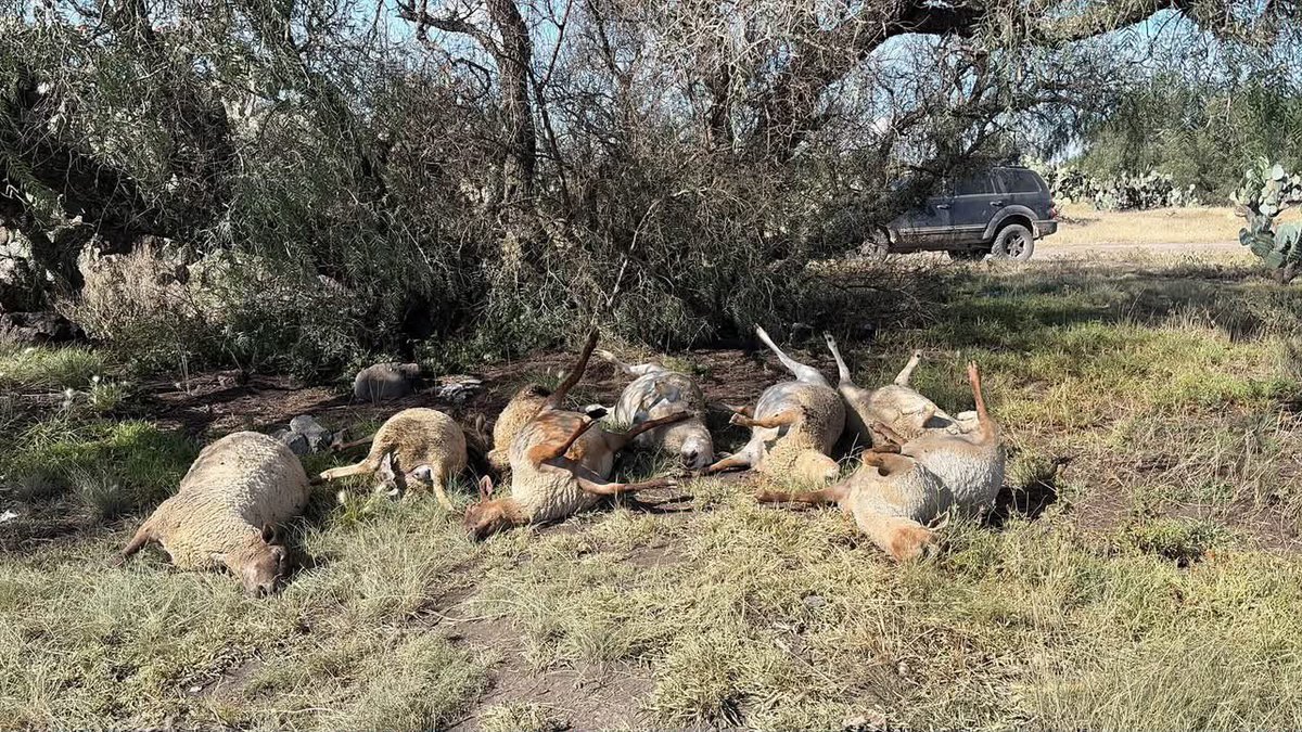 puntoporpuntomx's tweet photo. ⭕️🐑|| La tarde de este miércoles fueron localizados al menos 22 borregos sin vida a un costado de un camino de terracería, cerca del sitio conocido como Las Pintas, en Tolcayuca, en los límites con #Tizayuca y #Temascalapa, Estado de México.
De acuerdo con los primeros reportes, los animales no presentan huellas que indiquen que fueron atacados por otro animal.
Hasta el momento, se desconocen las causas de su muerte, cómo llegaron al lugar y quién es su propietario.