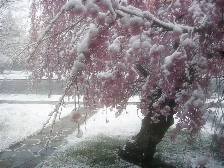 iglooicicle tweet picture