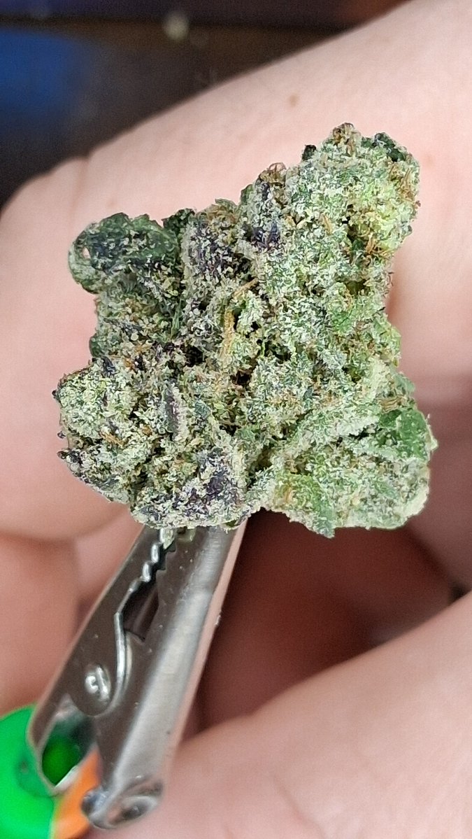 DaN4_ThE2_MaN_0's tweet photo. Yellow Zushi
Indica Leaning Hybrid
Smell in the bag is Strong & LOUD. Lemon Zest, Pine and Sweetness. Ground up increases the Pungent Lemon/Pine almost a Mint Smell. Taste Smooth & Amazing! Like Sweet Citrus & Pine with a lingering Peppery Creamy  taste.  🔥10/10🔥 Would buy again!!!
Im a big fan of Citrus & Pine. I knew i would like it as soon as i smelled it! Pictures dont do it justice.
🔥💯🤟🤙
Happy 💚 420💚
@JLittys @lala420tokes2