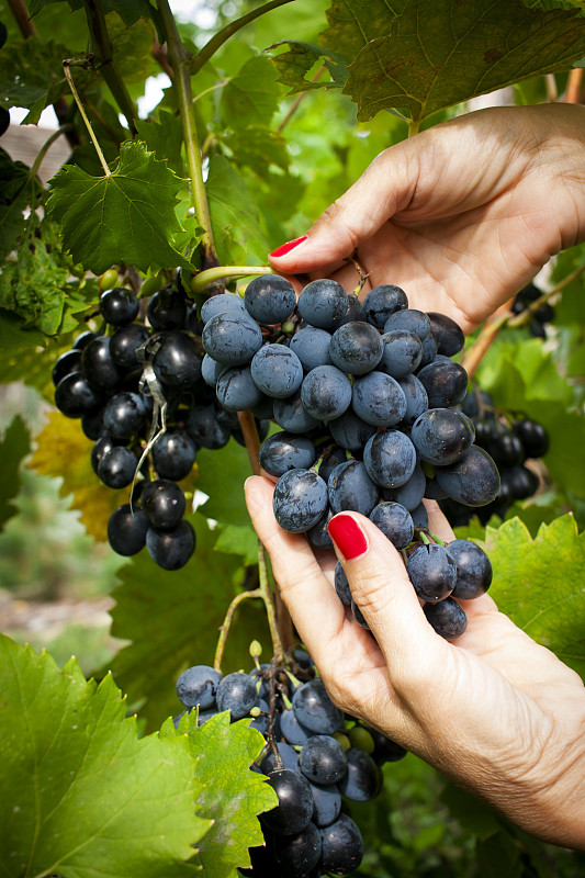 kimb_alan's tweet photo. Shining private star shows, juicy grape in hand, a lovely day vibe! https://t.co/UfoIOQjxUo