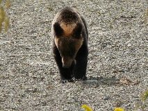TheHiguma's tweet photo. 美深町の親子熊襲撃事件、これは羆の様子を観察しながらノロノロ運転をしていた事に寄るかと思います👀
　これでスピードをもう少し出すとか、ノロノロ運転をしてこの様な感じに成った場合、瞬時にバックして距離を開ければ襲って来なかったと思いますが、後で色々いうのは簡単ですが、その場でどうなるのかは瞬時の判断と運転技術、そして車自体が危険な物と感じさせる運転が出来たかどうかです🤔
　いずれにしても被害に遭われた方にお見舞い申し上げます🙏