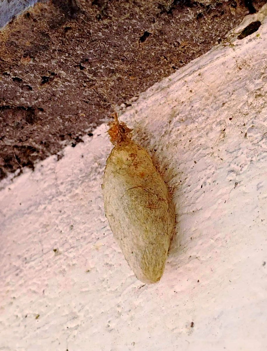 johnquin_82_d91's tweet photo. This cocoon’s soft curl holds a pupal gem, as a caring hand tends its tiny, quiet call. https://t.co/RXBNYys43B