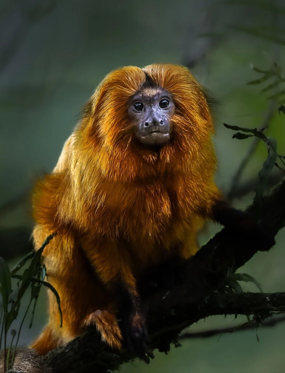 EvolveWildlife's tweet photo. An endangered golden lion tamarin displays its magnificent mane among blooming vines in Brazil's Atlantic coastal forest.

📷 Jainy Mariak https://t.co/vTCgM9IjLF