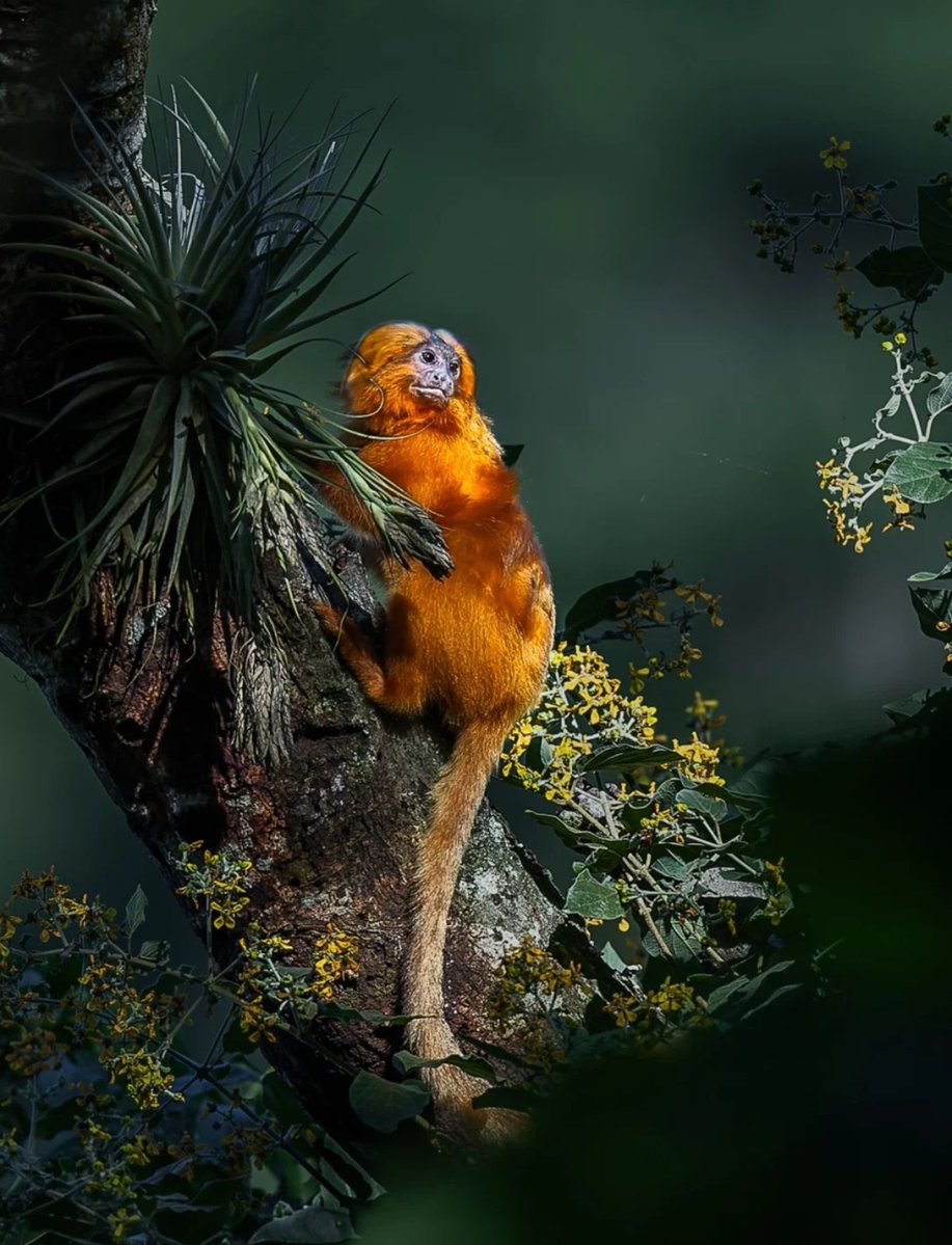 EvolveWildlife's tweet photo. An endangered golden lion tamarin displays its magnificent mane among blooming vines in Brazil's Atlantic coastal forest.

📷 Jainy Mariak https://t.co/vTCgM9IjLF