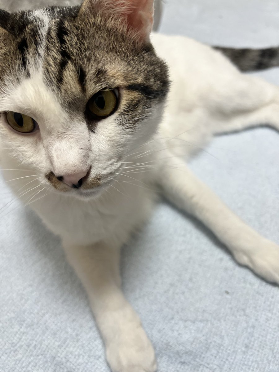 ElDesperado5's tweet photo. リモート取材

の

iPhone固定してる三脚すりすりしてぶっ倒してくれた阿呆

#猫 https://t.co/oEyzhgRHX9
