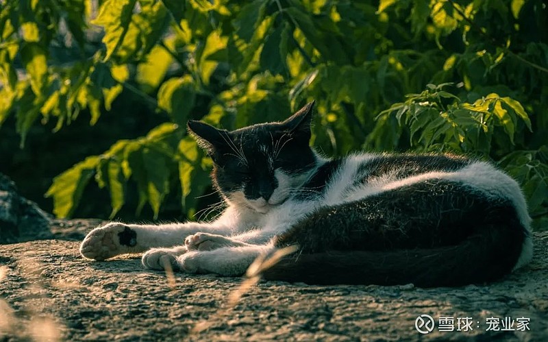 its_missy36's tweet photo. A lazy cat lying on the balcony coughs and nibbles the edge of the sun-warmed uranium plate by the wind-damp embankment. https://t.co/BcMKgcga0R