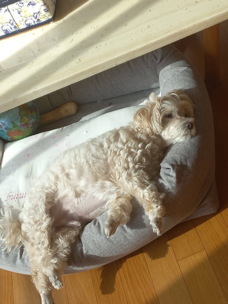 wonhyeonseo's tweet photo. 개를 키우는 사람으로서 귀여운 사진은 다같이 봐야하는게 맞다고 봅니다 https://t.co/GhdFeNq9lI