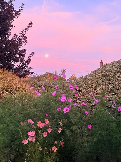 posvtin's tweet photo. tonight’s sky and moon against my still-victorious cosmos https://t.co/4RBCSbB1SB