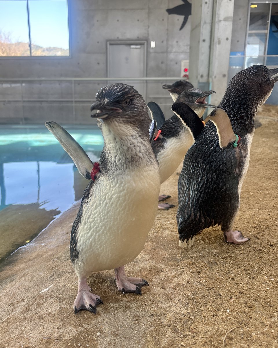NagasakiPengin's tweet photo. 両手を広げてpart 9コガタペンギン👐
#長崎ペンギン水族館 #penguin #aquarium
#長崎 #長崎観光 #長崎デート #水族館 #ペンギン #コガタペンギン https://t.co/xYbgXfR4cv