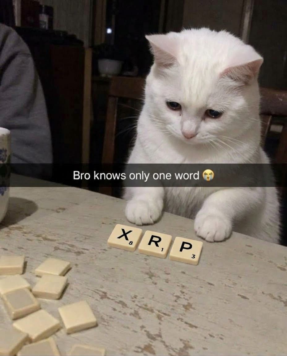 XcatRP's tweet photo. @artsch00lreject $XCAT supremacy https://t.co/1UH1wwEYko