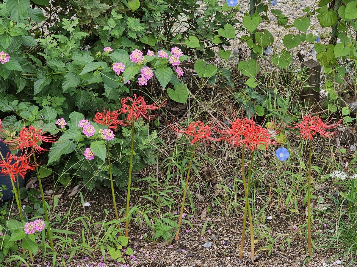 Rits40994094's tweet photo. 彼岸花と朝顔とランタナが隣接して咲いてました。
彼岸花の花言葉は、情熱、悲しい思い出、再会、あきらめ、想うはあなた一人。
朝顔の花言葉は、 愛情、はかない恋、固い絆。 
ランタナの花言葉は、心変わり、合意、協力、厳格。
#彼岸花　#朝顔　#ランタナ https://t.co/VnlppaQSOz