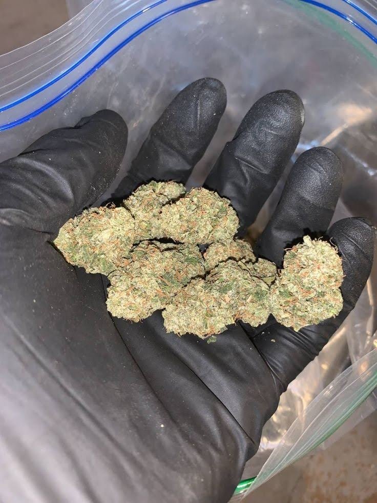 Maui_exotics's tweet photo. Super Silver Haze
π Sativa
Skunk Γ Northern Lights Γ Haze
THC: 18β23%
1 lb: $800
Top effects: energetic β‘ focused π― creative π¨
Top flavors: citrus π spice πΆοΈ earthy π
#SuperSilverHaze #Sativa #Haze #THCAFlower #Cannabis https://t.co/QbXIffSS1i