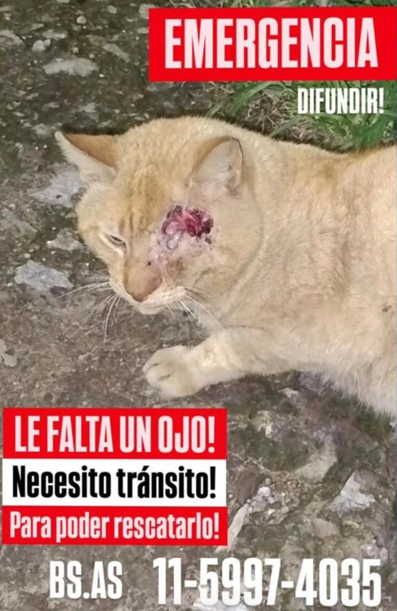 paraellostodo's tweet photo. 🙏🏻🙏🏻🙏🏻 @DeGatitos_ @Hogargatitosjaz @gatitosbelgrano @laurasa321368 @lavozdelosotros @protegealanimal @ComoNoAdorarlos @ComunicadoOpina @ALEXIANA777 @RaquelMait @LaliGadman https://t.co/UuPCNRfMaX
