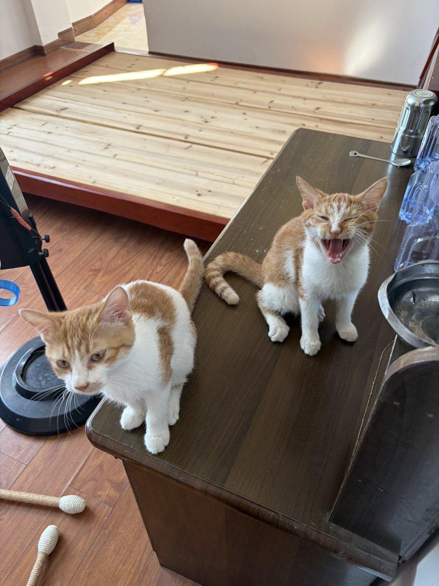 limin254595's tweet photo. 灵珠小猫根本就不存在…. https://t.co/RIGhcslVFG