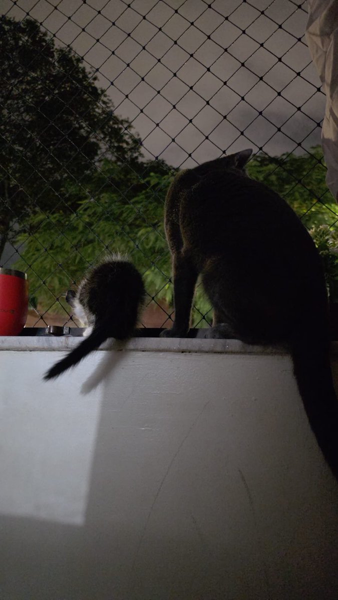nimaj_ben3's tweet photo. Esse gato tá comendo FERMENTO bicho n é possível
Ele tem só 7 meses cara https://t.co/r6o7S3yrHJ