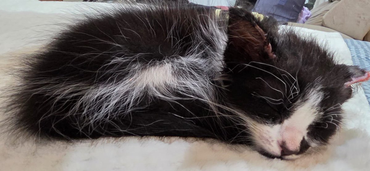 nimaj_ben3's tweet photo. Esse gato tá comendo FERMENTO bicho n é possível
Ele tem só 7 meses cara https://t.co/r6o7S3yrHJ