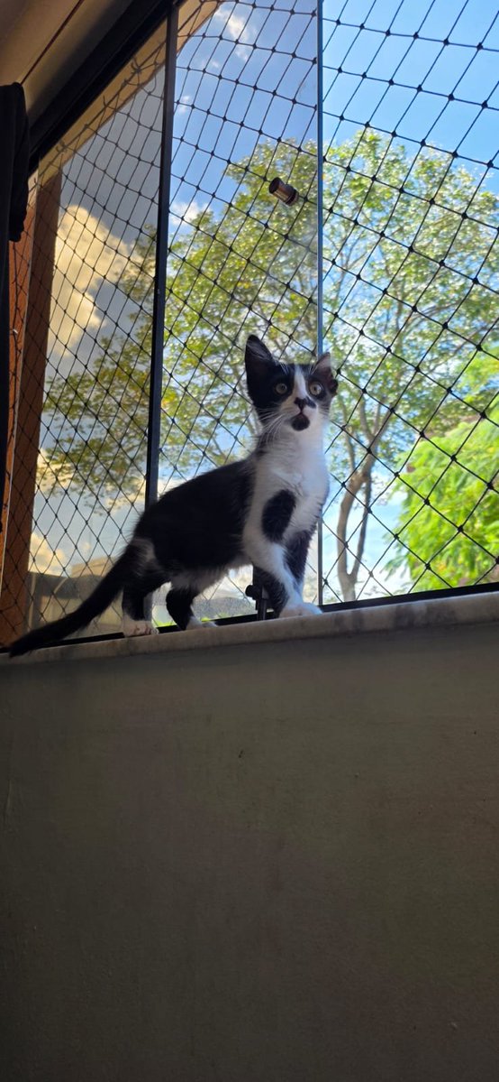 nimaj_ben3's tweet photo. Esse gato tá comendo FERMENTO bicho n é possível
Ele tem só 7 meses cara https://t.co/r6o7S3yrHJ