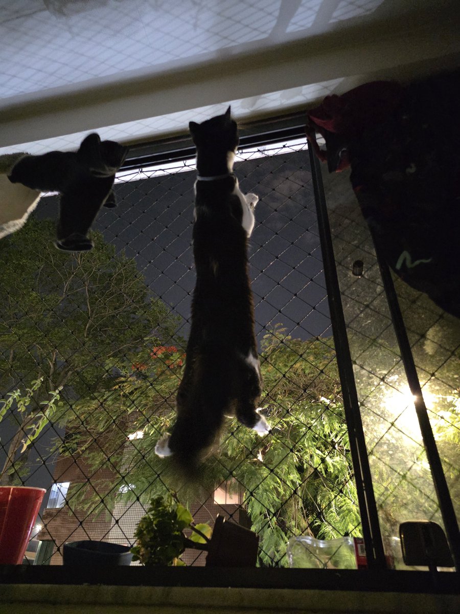 nimaj_ben3's tweet photo. Esse gato tá comendo FERMENTO bicho n é possível
Ele tem só 7 meses cara https://t.co/r6o7S3yrHJ