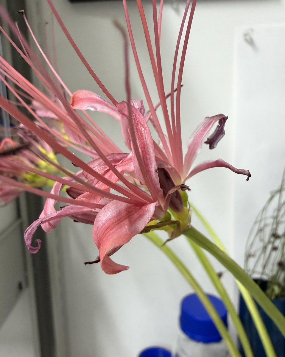 KovEad's tweet photo. 彼岸花の銅メッキ、全部一度にできないので一個ずつ、ムズイ💦 https://t.co/P1EYnpWcwH