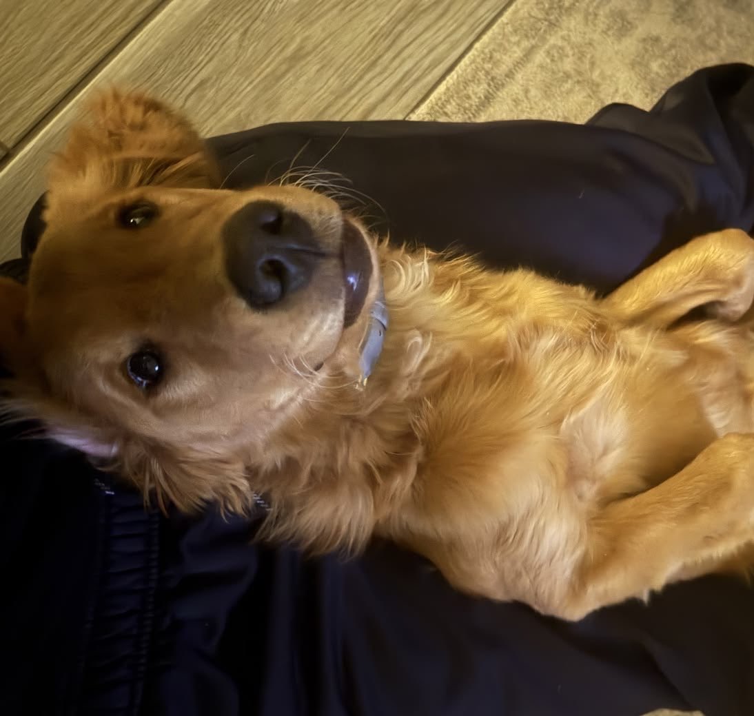 thnhtrc01's tweet photo. Feel free to hit me up if you want my dropbox with all my dog content 😍 I hope you all have a good day 💕 🤤

#zoophilia #dogknotting #knot https://t.co/fAwyH3RAfP