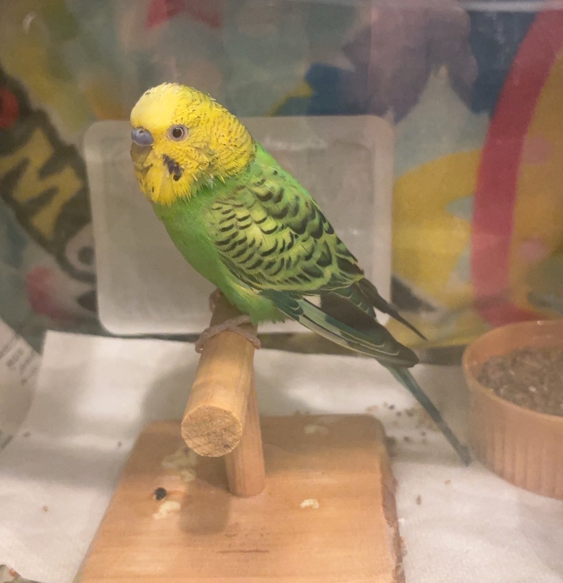 gksui0's tweet photo. 拡散希望
2026/10/01　9時30分
岐阜県多治見市内

セキセイインコが私の不注意で逃げてしまいました
現在26gほどの痩せ型です
獣医のかたによれば発情中のため鼻がかなり青いようです

情報をお持ちの方こちらのアカウントにご連絡ください
#迷いインコ #セキセイインコ　
#拡散希望 #迷い鳥　#岐阜県 https://t.co/kJKUbjge6O
