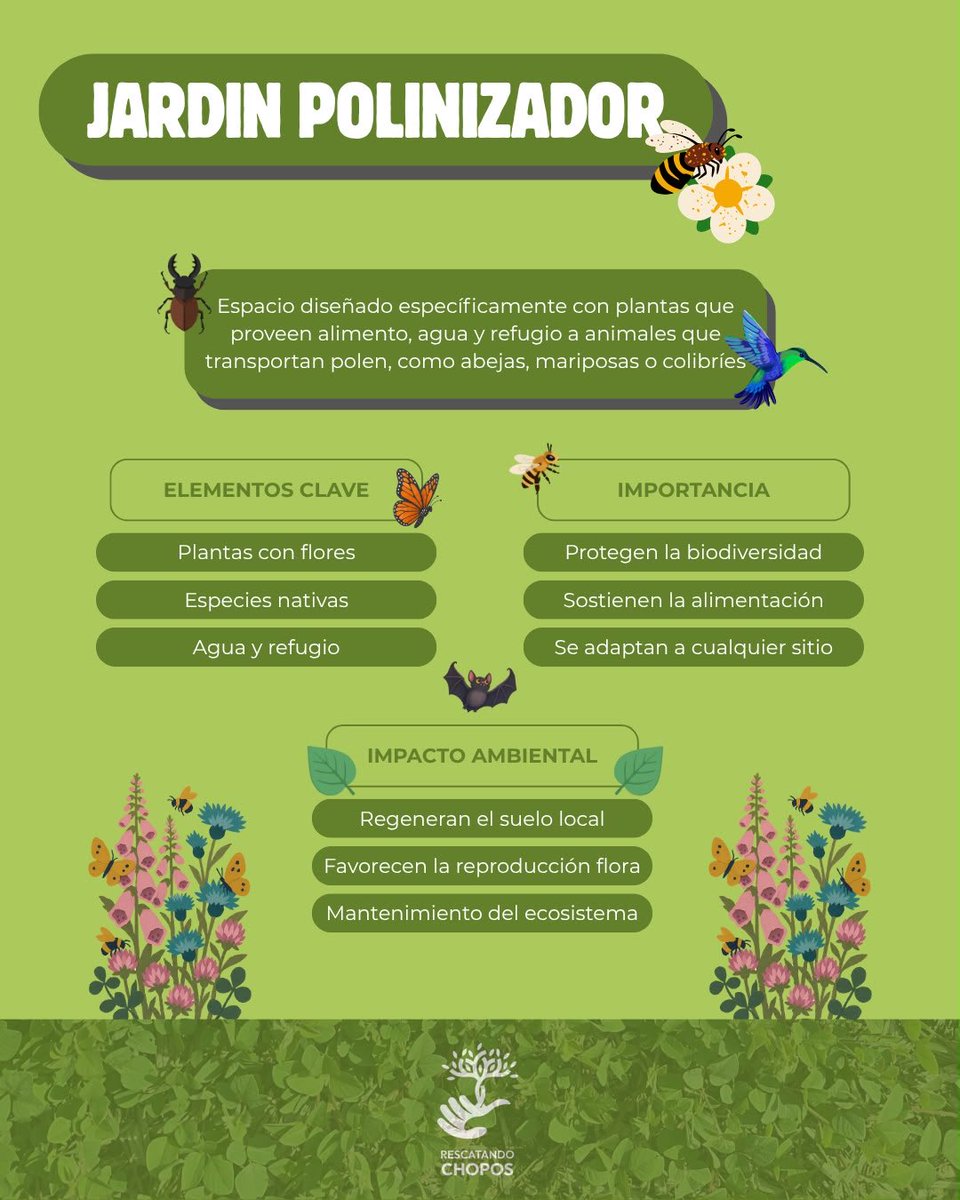 RescatandoChopo's tweet photo. Un #JardinPolonizador es un espacio lleno de vida. Sus flores ofrecen alimento y refugio a mariposas, abejas, y otros polinizadores.
Es por eso que en #RescatandoChopos los cuidamos y así contribuimos a la biodiversidad y al equilibrio de nuestros ecosistemas.🐝
#ParqueCentral https://t.co/1aE0UHPoY4