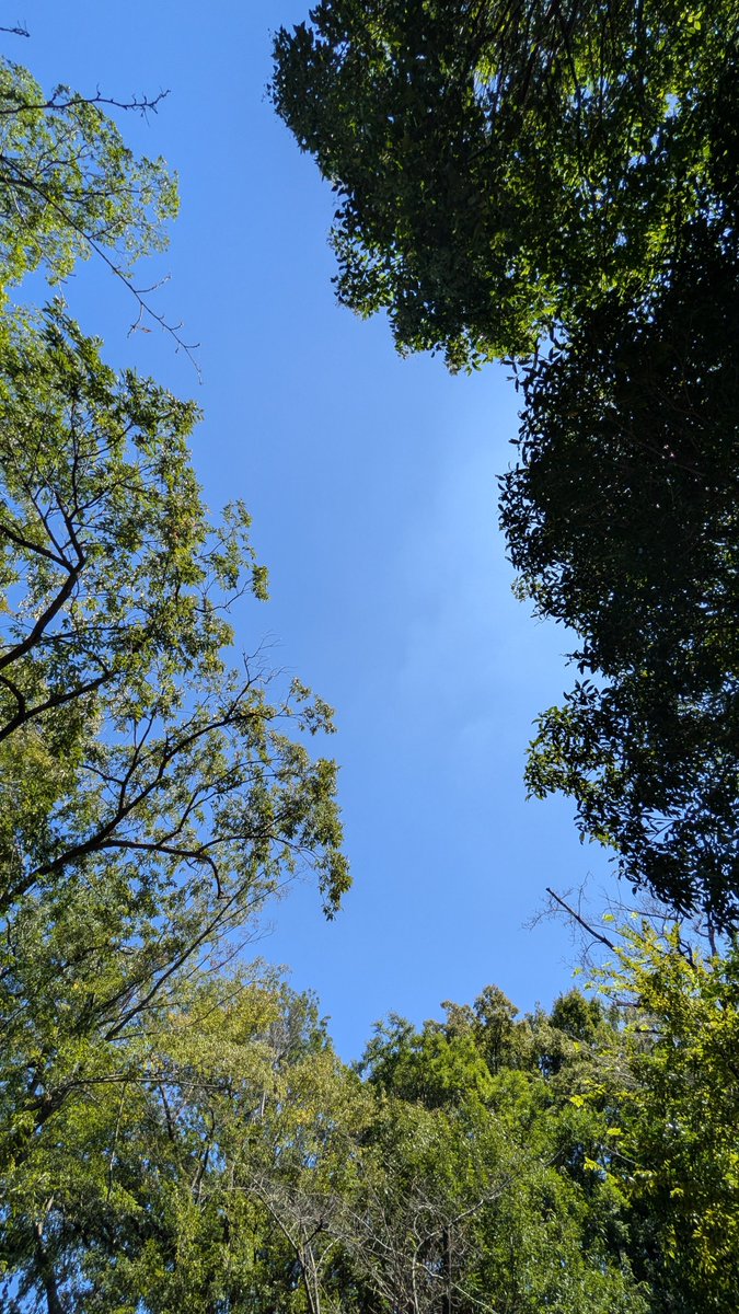 R51400216's tweet photo. 小学生がたくさんいます
都民の日だそうです

セミが鳴いています
ミンミンとツクツクです

私の周りに蚊が8匹ほど飛び交ってます
今は2箇所かゆいです

晴れました☀
日光アレルギーです

以上です！ https://t.co/SRg8uPP8Cx
