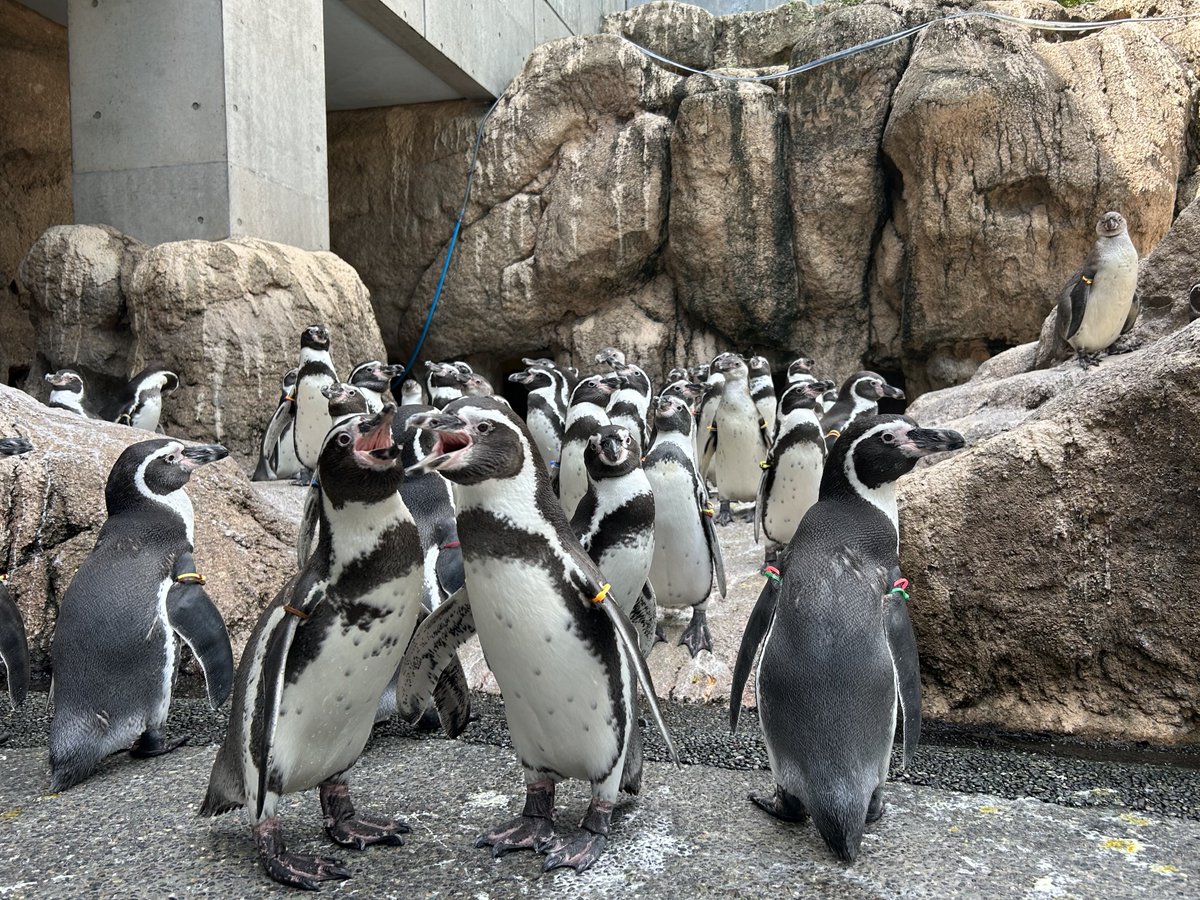 NagasakiPengin's tweet photo. 🐧🐧🐧🐧🐧🐧🐧🐧🐧🐧🐧🐧🐧🐧
🐧🐧🐧画面いっぱいのフンボルト🐧🐧🐧
🐧🐧🐧🐧🐧🐧🐧🐧🐧🐧🐧🐧🐧🐧
#長崎ペンギン水族館 #penguin #aquarium
#長崎 #長崎観光　#長崎デート #水族館 #ペンギン #フンボルトペンギン https://t.co/ISYJ8xveFj