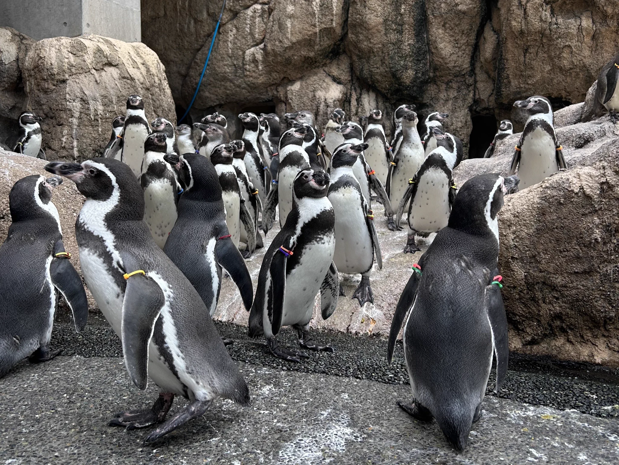 なぜ世界一？長崎ペンギン水族館の魅力と混雑・割引攻略2026