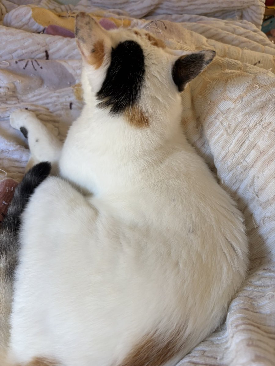 tukimurasora's tweet photo. なんかモゾモゾすると思ったら猫いた。おはようございます　#猫　#TLに猫を流す　#猫のいる暮らし　#猫のいる生活　#猫のいるしあわせ　#猫との暮らし　#ねこかわいいね　#猫部へ集まれ　#よいにくきゅうの日　#エステー保護ネコ応援プロジェクト https://t.co/XknNhjJbX9