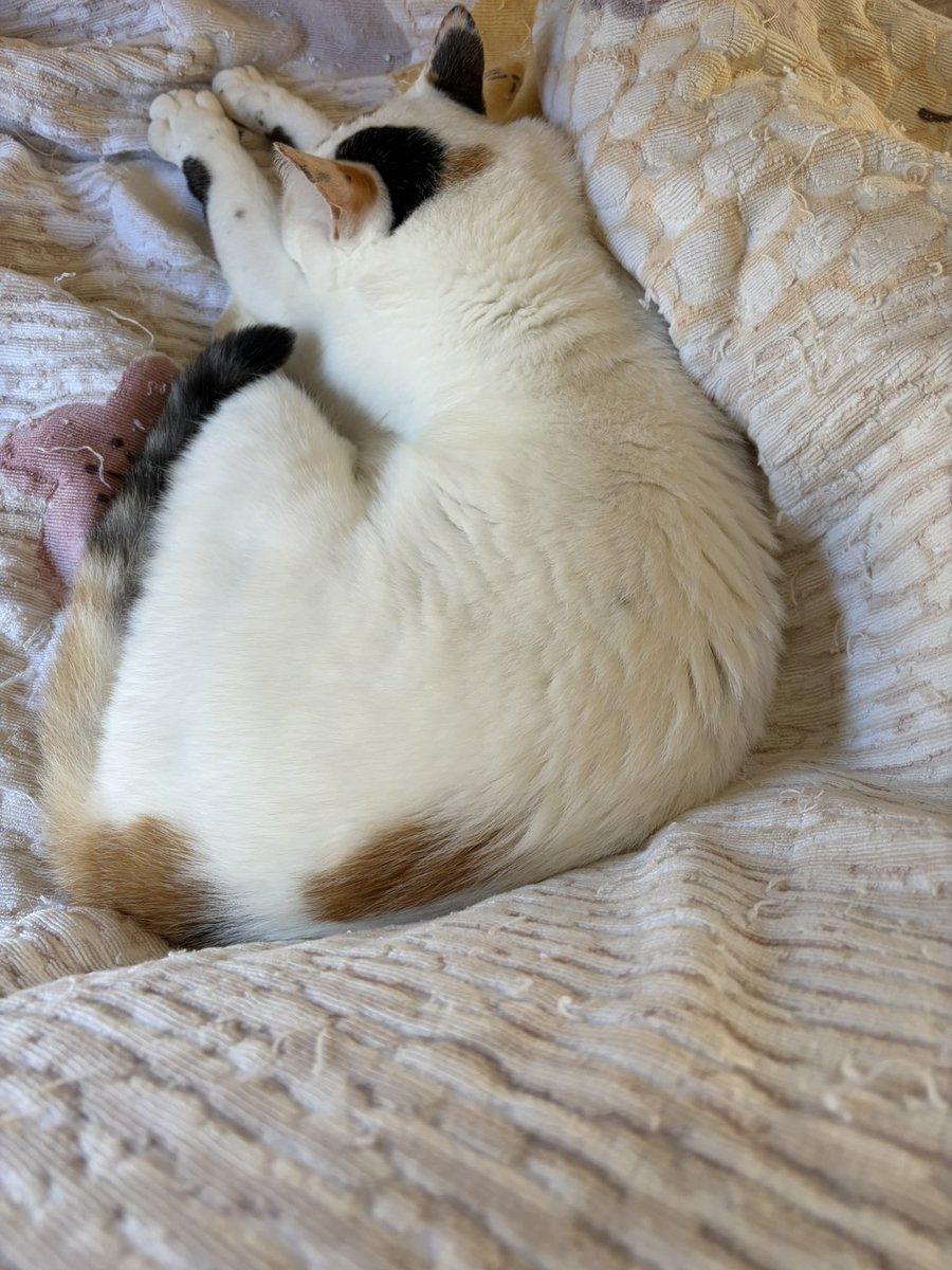 tukimurasora's tweet photo. なんかモゾモゾすると思ったら猫いた。おはようございます　#猫　#TLに猫を流す　#猫のいる暮らし　#猫のいる生活　#猫のいるしあわせ　#猫との暮らし　#ねこかわいいね　#猫部へ集まれ　#よいにくきゅうの日　#エステー保護ネコ応援プロジェクト https://t.co/XknNhjJbX9