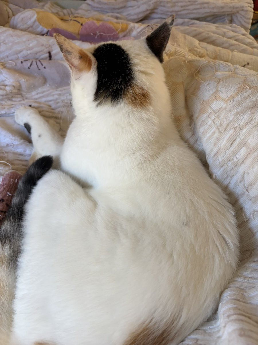tukimurasora's tweet photo. なんかモゾモゾすると思ったら猫いた。おはようございます　#猫　#TLに猫を流す　#猫のいる暮らし　#猫のいる生活　#猫のいるしあわせ　#猫との暮らし　#ねこかわいいね　#猫部へ集まれ　#よいにくきゅうの日　#エステー保護ネコ応援プロジェクト https://t.co/XknNhjJbX9