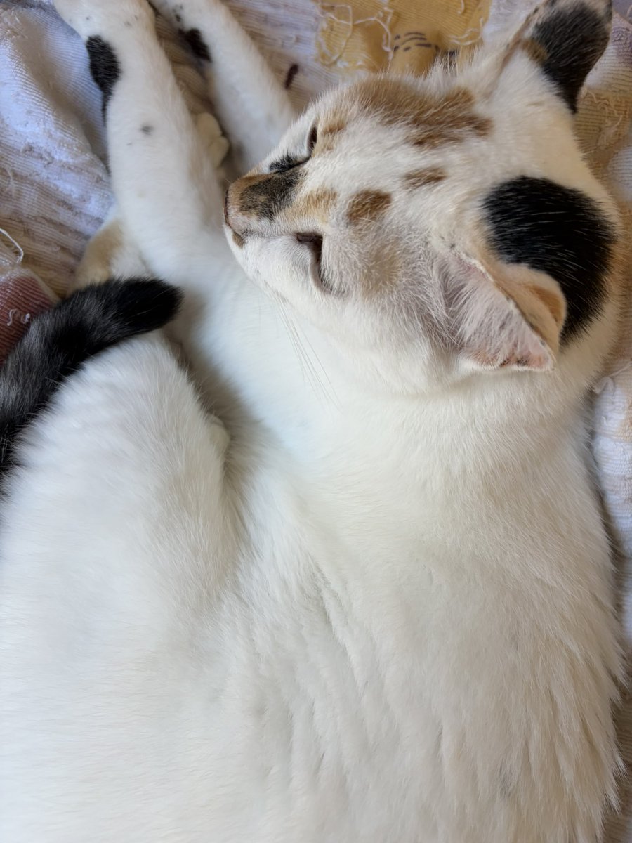 tukimurasora's tweet photo. なんかモゾモゾすると思ったら猫いた。おはようございます　#猫　#TLに猫を流す　#猫のいる暮らし　#猫のいる生活　#猫のいるしあわせ　#猫との暮らし　#ねこかわいいね　#猫部へ集まれ　#よいにくきゅうの日　#エステー保護ネコ応援プロジェクト https://t.co/XknNhjJbX9