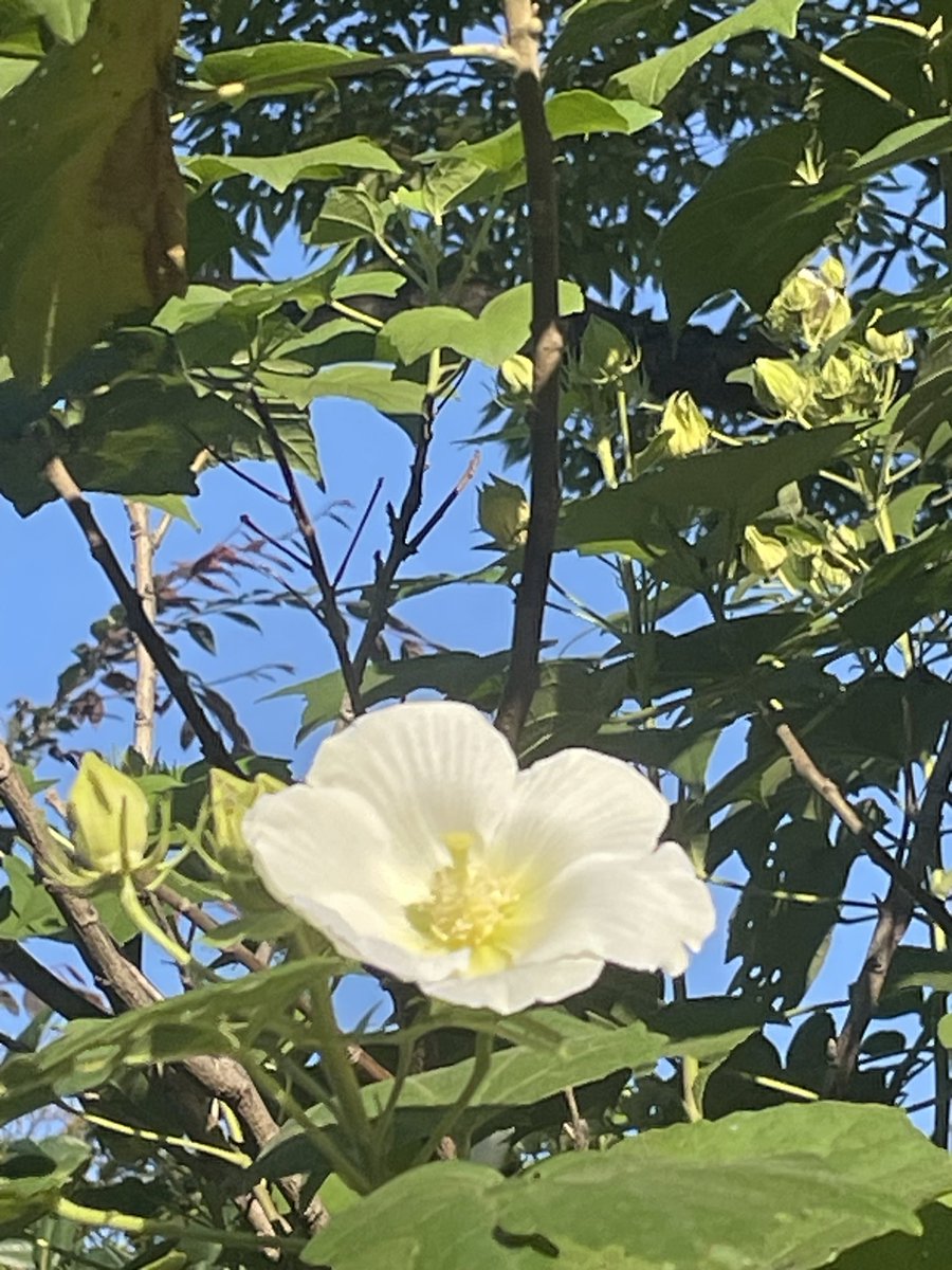 Air_Clean_Pro's tweet photo. おはようございます☀

今日から10月🗓️

朝活⛩️ かわいいお花が咲いてました✨

素敵な1日のスタートができたょ☺️ https://t.co/QRTf42IOLg