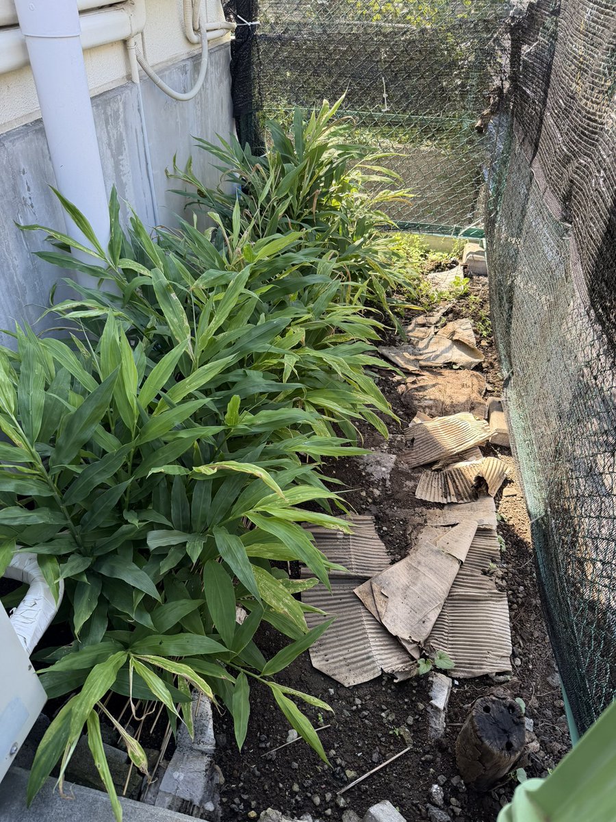 mitsuwachinmi tweet picture