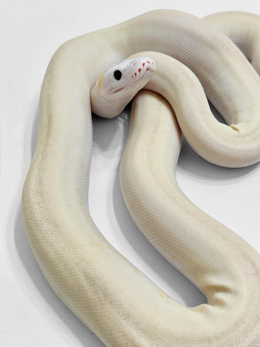 SimoneMinrkh's tweet photo. Extreme and Lucy are alleles in reticulated pythons. Ivory = het Lucy + het Extreme 
Extreme = het Extreme + het Extreme 
Lucy = het Lucy + het Lucy 

This series can generally be divided into three bloodlines: Platinum, Fire, and Lemon Glow
1️⃣ https://t.co/ZoZuap6VG7