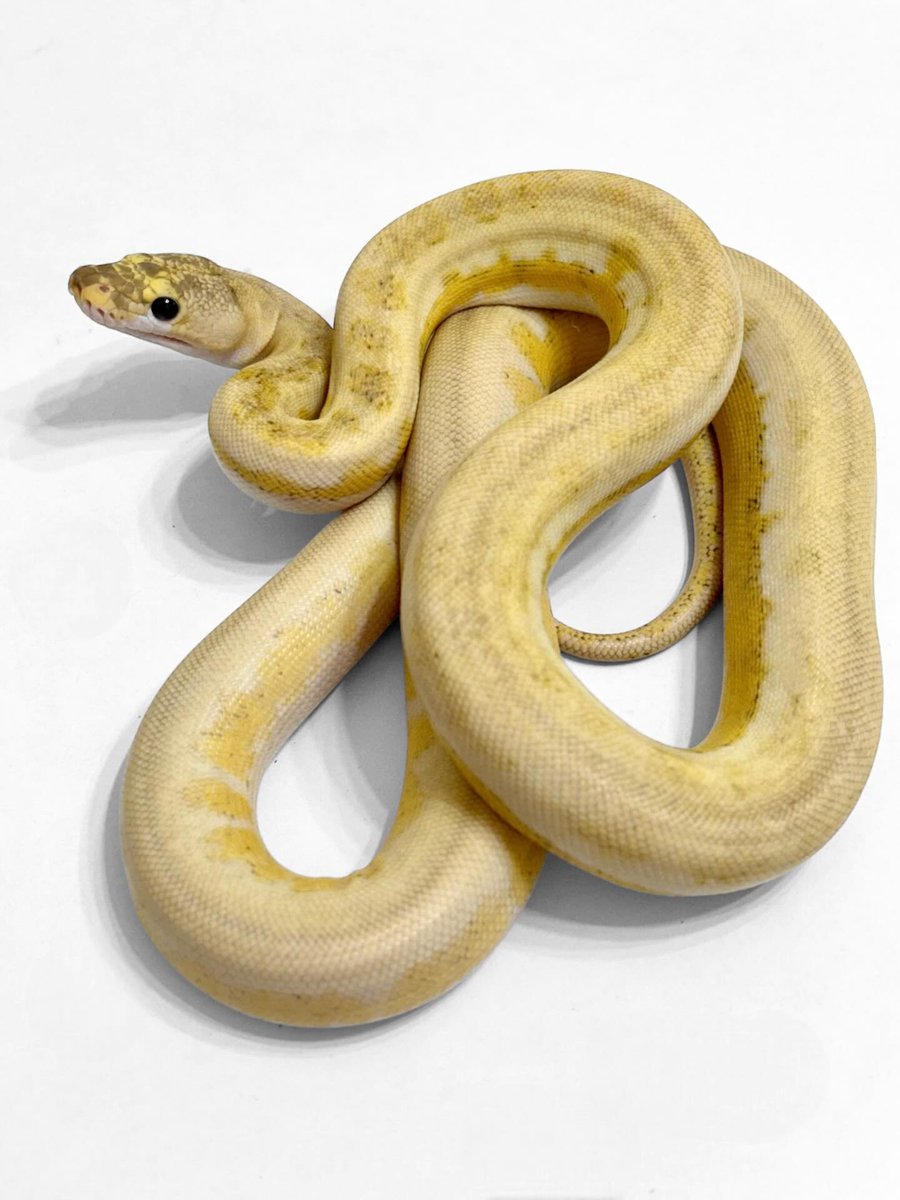 SimoneMinrkh's tweet photo. Extreme and Lucy are alleles in reticulated pythons. Ivory = het Lucy + het Extreme 
Extreme = het Extreme + het Extreme 
Lucy = het Lucy + het Lucy 

This series can generally be divided into three bloodlines: Platinum, Fire, and Lemon Glow
1️⃣ https://t.co/ZoZuap6VG7
