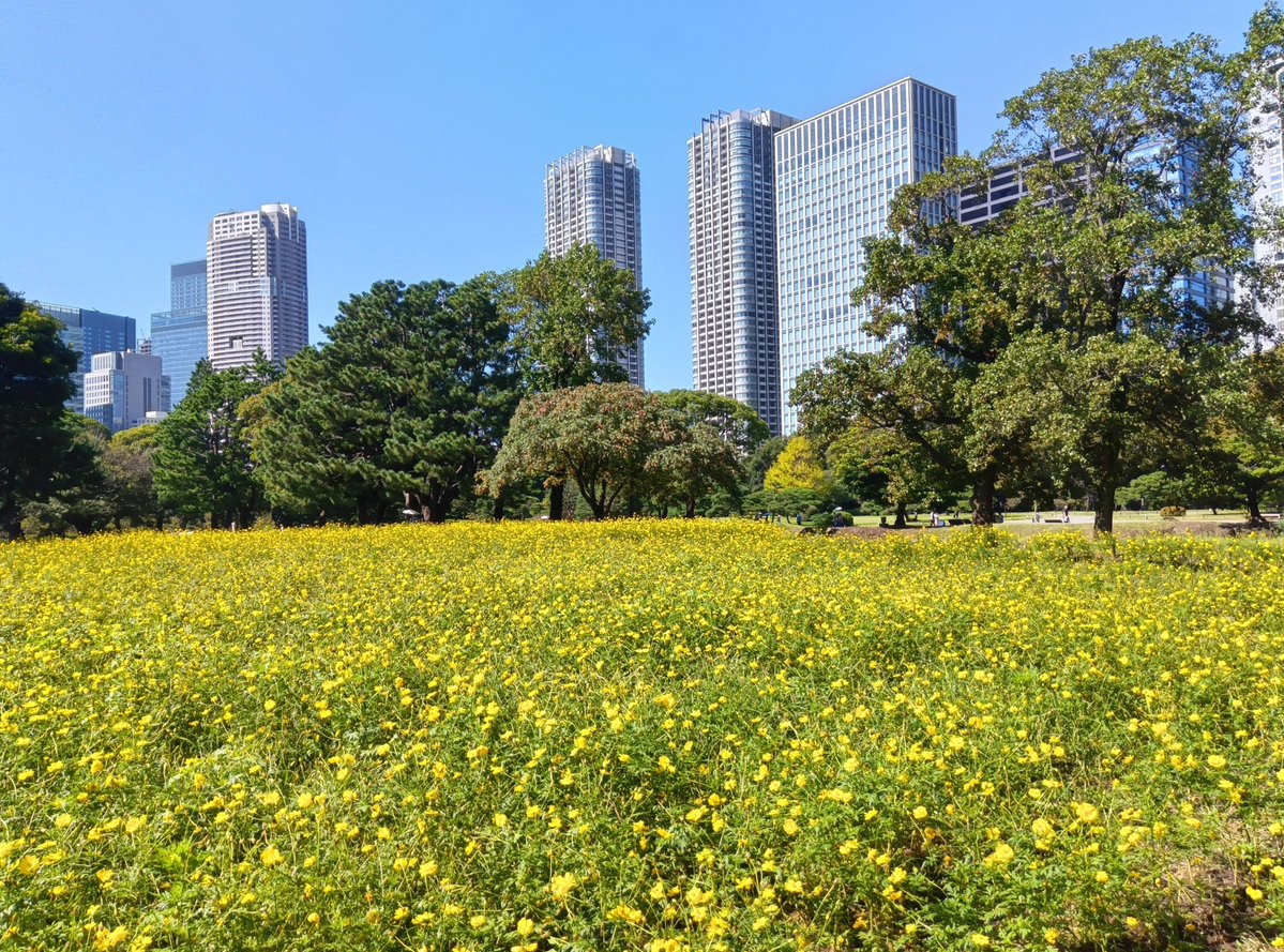HamarikyuGarden's tweet photo. 【���スモス通信】2026年10月1日
気持ちの良い青空です☀
#キバナコスモス は長雨の影響もあり、見頃は過ぎました。が、まだご覧いただけます🏵
#浜離宮 #都民の日 https://t.co/60ZarM33um