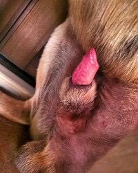 Kinkyclaraee's tweet photo. you into what kinda fetishes?? dark' taboo' beastiality(Zoophilia)..? anything else ?? come on mention it im here with y'all you ever wanted and wished to watch sweetheart ❤️❤️❤️ DM me 👇👇👇👇

https://t.co/T1v8o1mfFP https://t.co/c4iIm3ZZ07
