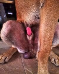 Kinkyclaraee's tweet photo. you into what kinda fetishes?? dark' taboo' beastiality(Zoophilia)..? anything else ?? come on mention it im here with y'all you ever wanted and wished to watch sweetheart ❤️❤️❤️ DM me 👇👇👇👇

https://t.co/T1v8o1mfFP https://t.co/c4iIm3ZZ07