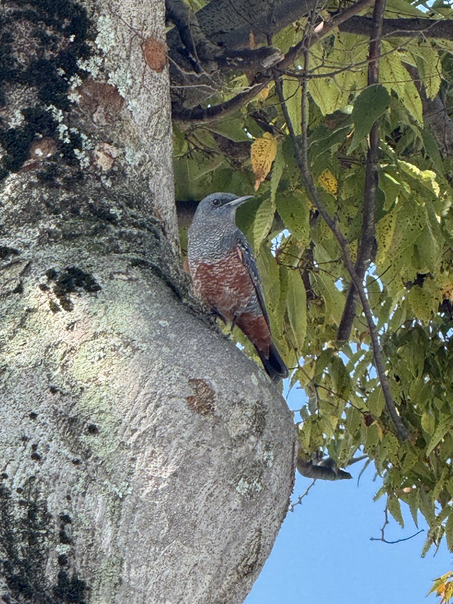 HK_YouKo's tweet photo. 病院のトリさん🐦 https://t.co/3FoYrJemON