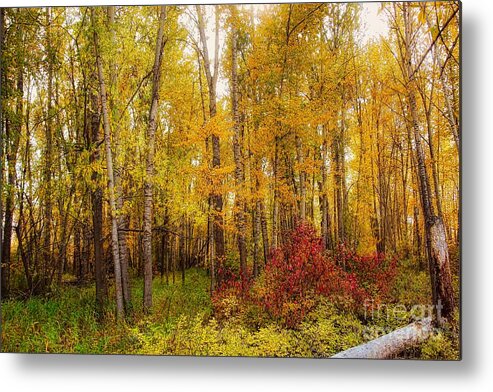 A vibrant autumn forest landscape with tall trees, a small stream, and yellow and green leaves, presented as a canvas art piece.