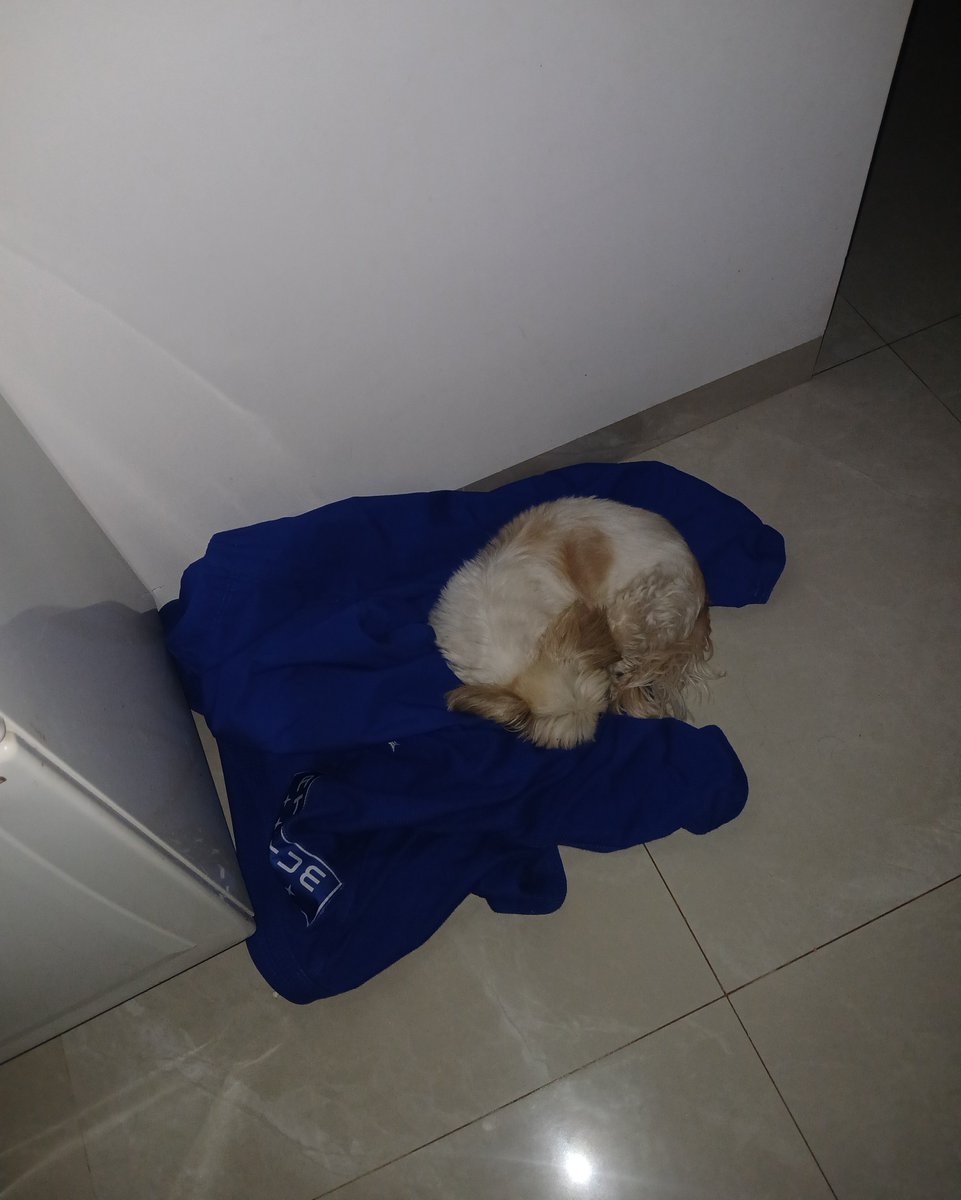 _lukekitty_'s tweet photo. estarei chorando, fui levantar pra beber água e me deparo com essa cena, minha cachorra dormindo em cima do meu kimono toda cute, vou chorar 🥺 https://t.co/iMgCTpUaYU