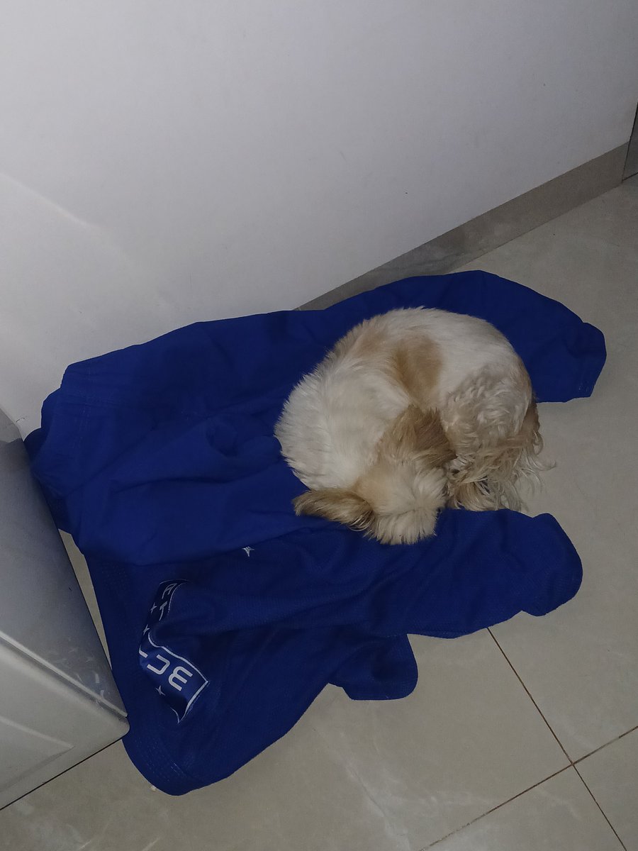 _lukekitty_'s tweet photo. estarei chorando, fui levantar pra beber água e me deparo com essa cena, minha cachorra dormindo em cima do meu kimono toda cute, vou chorar 🥺 https://t.co/iMgCTpUaYU