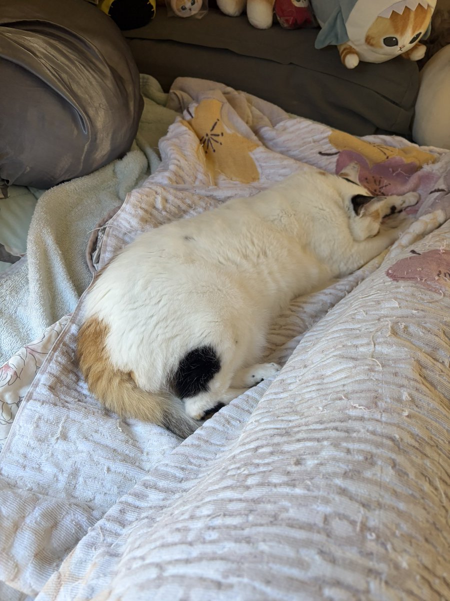 tukimurasora's tweet photo. あら起きないの　#猫　#TLに猫を流す　#猫のいる暮らし　#猫のいる生活　#猫のいるしあわせ　#猫との暮らし　#ねこかわいいね　#猫部へ集まれ　#よいにくきゅうの日　#エステー保護ネコ応援プロジェクト https://t.co/QdL9AJKSBw