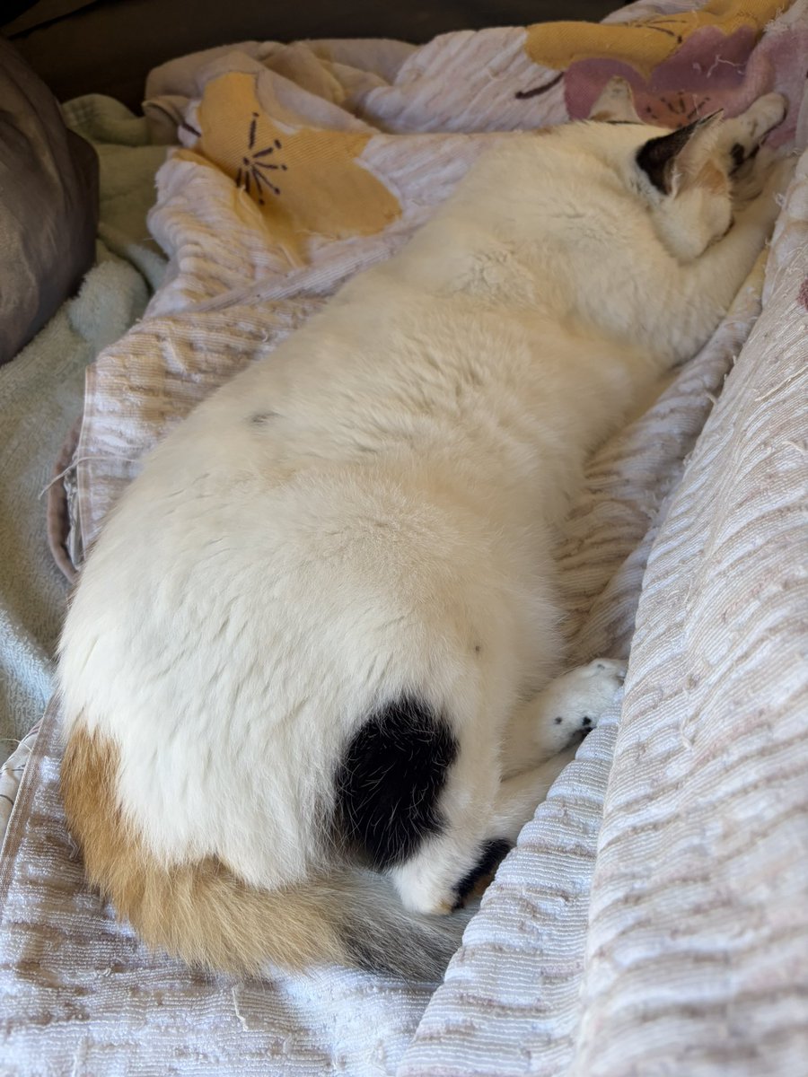 tukimurasora's tweet photo. あら起きないの　#猫　#TLに猫を流す　#猫のいる暮らし　#猫のいる生活　#猫のいるしあわせ　#猫との暮らし　#ねこかわいいね　#猫部へ集まれ　#よいにくきゅうの日　#エステー保護ネコ応援プロジェクト https://t.co/QdL9AJKSBw