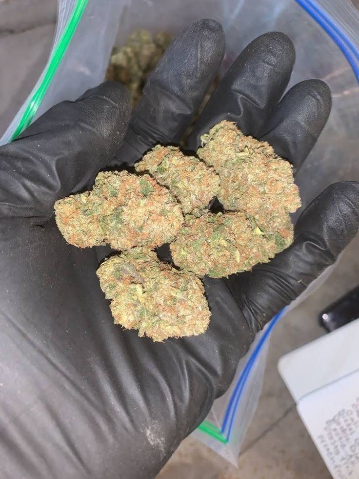 Maui_exotics's tweet photo. OG Kush
π Indica-dominant hybrid
Chemdawg Γ Lemon Thai Γ Pakistani Kush
THC: 19β26%
1 lb: $1,128
Top effects: relaxed π happy π hungry π
Top flavors: pine π² earthy π lemon π
#OGKush #Indica #Kush #THCAFlower #Cannabis https://t.co/O1CFUfq9Hq