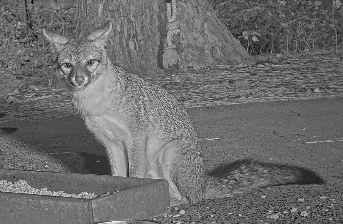 atcrittervision's tweet photo. Isn't this gray fox adorable!!
#CritterVision #grayfox #greyfox #fox https://t.co/9dxo6zz76U